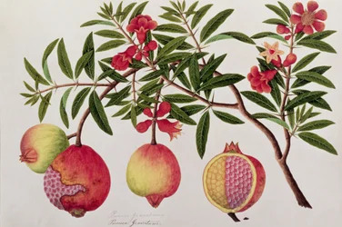 Bua Klitchie of Caesalpinia bonduccella, uit Tekeningen van Planten uit Malakka, c.1805-18
